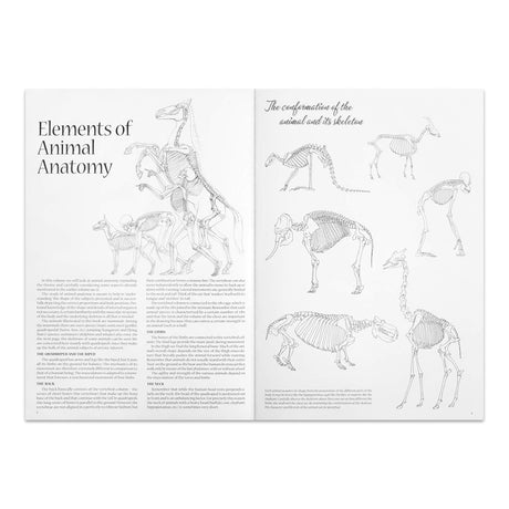 Leonardo Collection Drawing Learning Book - Animals