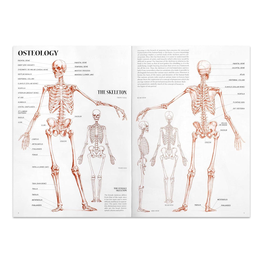 Leonardo Collection Drawing Learning Book - Anatomy